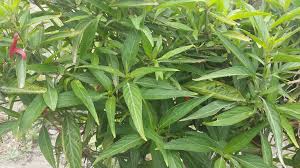 Image result for Justicia incana