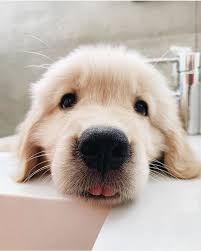 Pinterest Vanessa Ryanne Cute Animals Cute Baby Animals Cute Dogs
