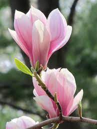 Blooming New England Spring Flowers 2013 Magnolia Flower Beautiful Flowers Pink Flowers