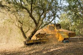 Spell and check your pronunciation of correct almond. Almond Board Of Ca On Twitter Some Farmers Pronounce Almond Without The L Rhymes With Salmon Why S That Because The Shaker Machine That Removes Them From The Tree Knocks The L Out