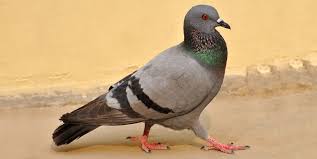 Luckily, we discussed how to build your own wasp decoy above, so you have another trick up your sleeve if you are trying to keep wasps away. How To Easily Get Rid Of Pigeons From The Roof Balcony Or Yard