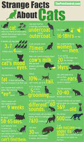 Cats Infographic Daily Infographic Cat Facts Cat Infographic Cat Behavior