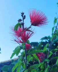 Image result for Calliandra tweedii