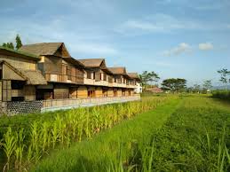 Seorang petani sedang mengamati p. Sensasi Menginap Di Paddy D Sawah Tawarkan Keindahan Sawah Di Kab Bantul Jogja Bisniswisata