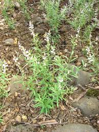 Image result for Polyspatha paniculata