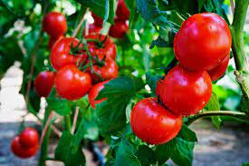 Tomatoes generally need heat to develop well, but there are varieties that will grow in the cooler, coastal areas. What Are The Light Requirements For Tomato Plants