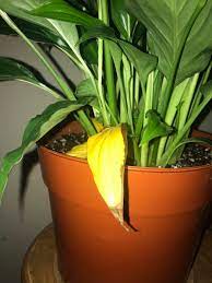 In an underwatered peace lily, leaves show signs of curling, wrinkling, and shriveling. Peace Lily Flowers And Leave Tips Turning Brown Gardening Landscaping Stack Exchange