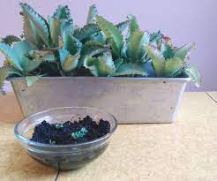 You only need to walk past a coffee shop in any american city to see that our country loves java. Starting Succulents In Coffee Grounds 5 Steps With Pictures Instructables