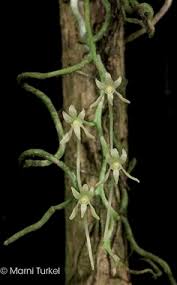 Image result for Mystacidium tanganyikense