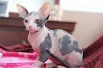 black sphynx - sphynx kittens - NOCOATKITTY SPHYNX