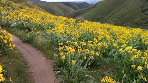 Check spelling or type a new query. Spring Wildflowers In Boise Where To Hike To See Them Idaho Statesman