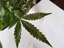 It can be caused by not enough magnesium or when a plant is not able to properly absorb the nutrient. Leaves Curling Up With Brown Spots First Grow The Autoflower Network