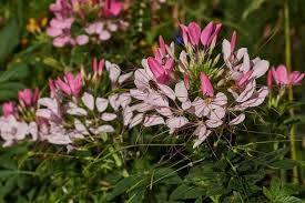 Image result for Cleomaceae