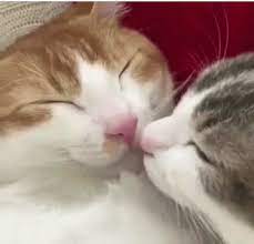 Cats Kiss Gif Cats Kiss Discover Share Gifs Cute Cats Photos Cute Animals Cute Cats cats kiss gif cats kiss discover