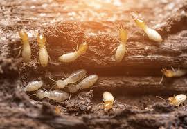 Can i treat raw lumber with timbor to put on interior walls? How To Get Rid Of Termites Updated For 2021