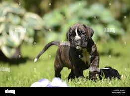 Image result for Timandra griseata