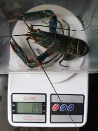 Lobster air tawar adalah crustacea yang menyerupai lobster dan hidup di air tawar yang tidak dapat membeku sampai ke dasar. Harga Pasaran Lobster Air Tawar Sabah