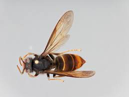 Haupsächlich ist die asiatische riesenhornisse in asien anzutreffen, insbesondere in den ländlichen. Bienen In Gefahr Asiatische Hornisse Ist Auf Dem Vormarsch Panorama Nordbayern