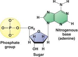 Three Parts Of Nucleotide Molecule Diagram Macromolecules Chemistry