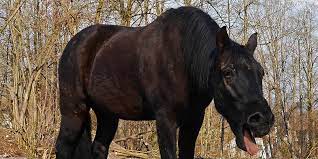 Heaves In Horses Treatment And Prevention Equiniction