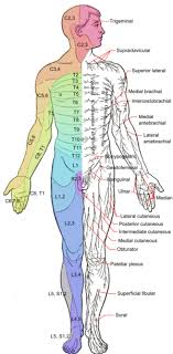 Spinal Cord Levels Wikem