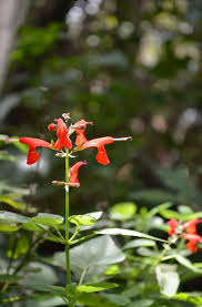 Image result for Pavetta zeyheri