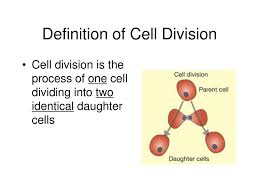 Unlike the eukaryotic cells of plants and fungi, animal cells do not have a cell wall. Cell Division And Reproduction Ppt Download