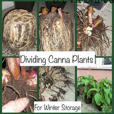 This is a post about the latter, dividing canna lilies. Pin On Lawn And Garden