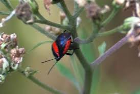 The listing below showcases common insects with the colors black and orange associated with them and found throughout the united states, canada, and mexico. Black And Red Bug Nymph Predatory Stink Bug Stiretrus Anchorago Bugguide Net