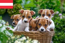 jack russell zuchter in osterreich jackrussell de
