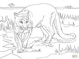 Disney characters like simba and mufasa have contributed in increasing the popularity of lion coloring sheets among kids. Get This Mountain Lion Coloring Pages Printable 56265