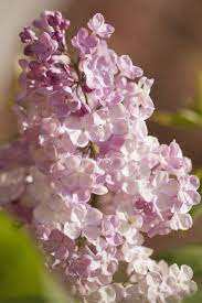 Lilacs Bring The Fragrance Of Spring Beautiful Rose Flowers Lilac Flowers Lilac Varieties