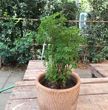 Image result for Polyscias fruticosa