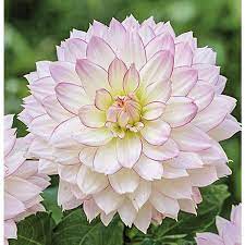Garden State Bulb 2 Pack Dahlia Crazy Love Bulbs Lb22622 Lowes Com Planting Bulbs Dahlia Bulbs And Seeds