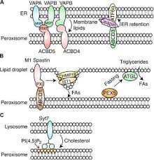 The animal cell membrane is made of triglyceride. Frontiers Peroxisomal Membrane Contact Sites In Mammalian Cells Cell And Developmental Biology