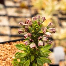 Image result for Monadenium friesii