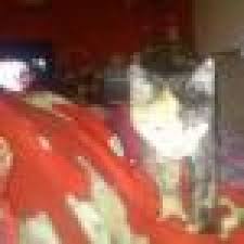 Katze Hinkt Vorne