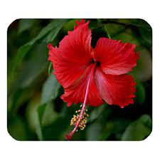 Red Hibiscus Mousepad Hibiscus Flowers Hibiscus Plant Hibiscus