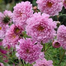 Pin On Flower Garden