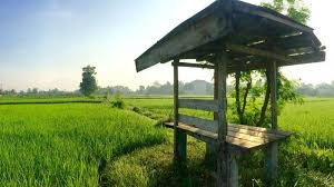 Siapkan gilingan daging, lalu giling halus ikan tenggiri. Cari Pakan Burung Di Sawah Pria Ini Kaget Temukan Mayat Membusuk Tubuh Korban Keluarkan Belatung Tribun Madura