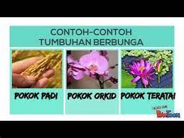 Padi ditanam di seluruh dunia. Tumbuhan Berbunga Dan Tidak Berbunga Dunia Sains Tumbuhan Berbunga Dan Tidak Berbunga Pada Tumbuhan Ada Yang Berbunga Sempurna Dan Ada Yang Berbunga Tidak Sempurna Hanjipen