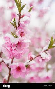 Partial snow hi-res stock photography and images