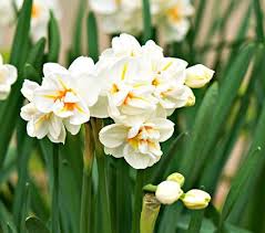 Narcissus Sir Winston Churchill White Flower Farm Daffodils Fragrant Plant