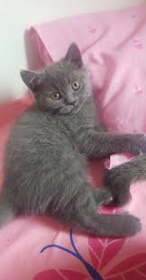 Satilik Kedi Ilanlari Ve Fiyatlari Kedi Sahiplendirme Ilanlari