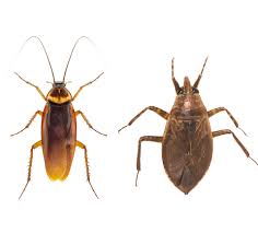 A Cockroach Vs Water Bug Here S How To Tell The Difference Get Rid Of Them For Good In 2020 Cockroaches Aquatic Insects Large Animals