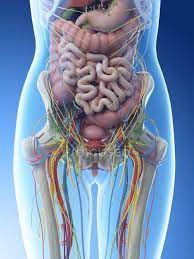 Is a health blogger focusing on health, beauty, lifestyle and fitness topics. Female Abdominal Anatomy And Internal Organs Computer Illustration Blue Background Human Anatomy Stock Photo 308619626