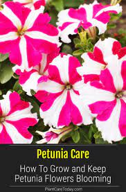 Petunia Care How To Grow And Keep Petunia Flowers Blooming Petunia Flower Petunia Plant Petunia Care