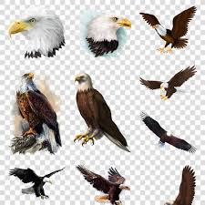 Our courses and teams are expanding.we also hope more friends who are interested in cg training can join us. å…æŠ é›„èµ¢ç´ æè€é¹°å›¾ç‰‡è€é¹°free Male Win Material Eagle Picture Eagle Eagle Pictures Bald Eagle Pictures