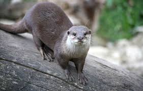 La loutre cendr&eacute;e / Les animaux du zoo / Zoo de Lille -  www.lille.fr/Zoo-de-Lille