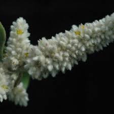 Image result for Aerva leucura